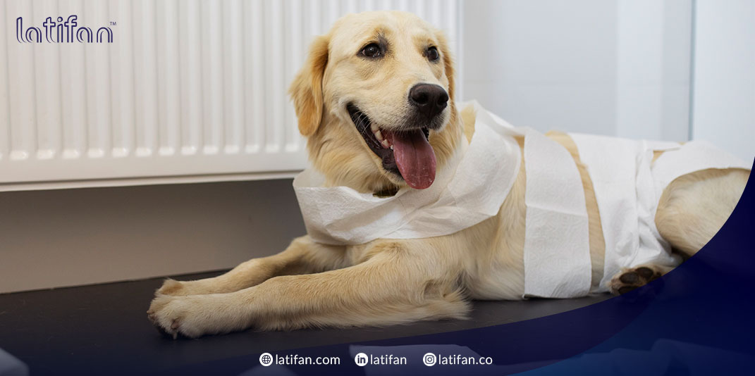 چرا دستمال مخصوص نظافت حیوانات بهتر از حوله یا دستمال کاغذی است؟