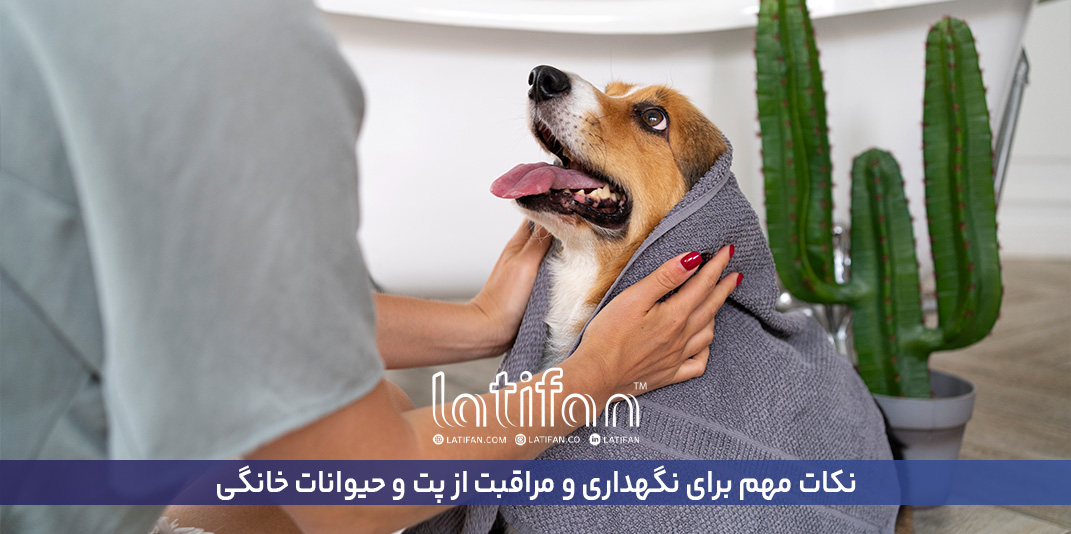 بایدها و نبایدهای نگهداری و مراقبت از پت و حیوانات خانگی