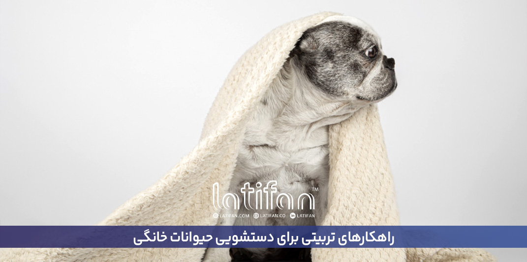 راهکار‌های تربیتی برای دستشویی حیوانات خانگی