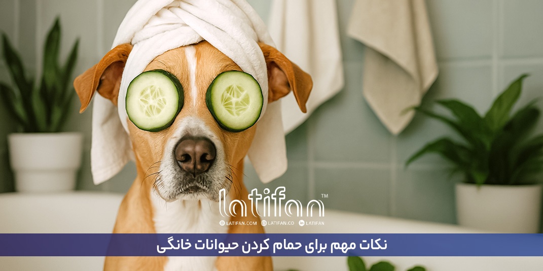 نکات مهم برای حمام کردن حیوانات خانگی