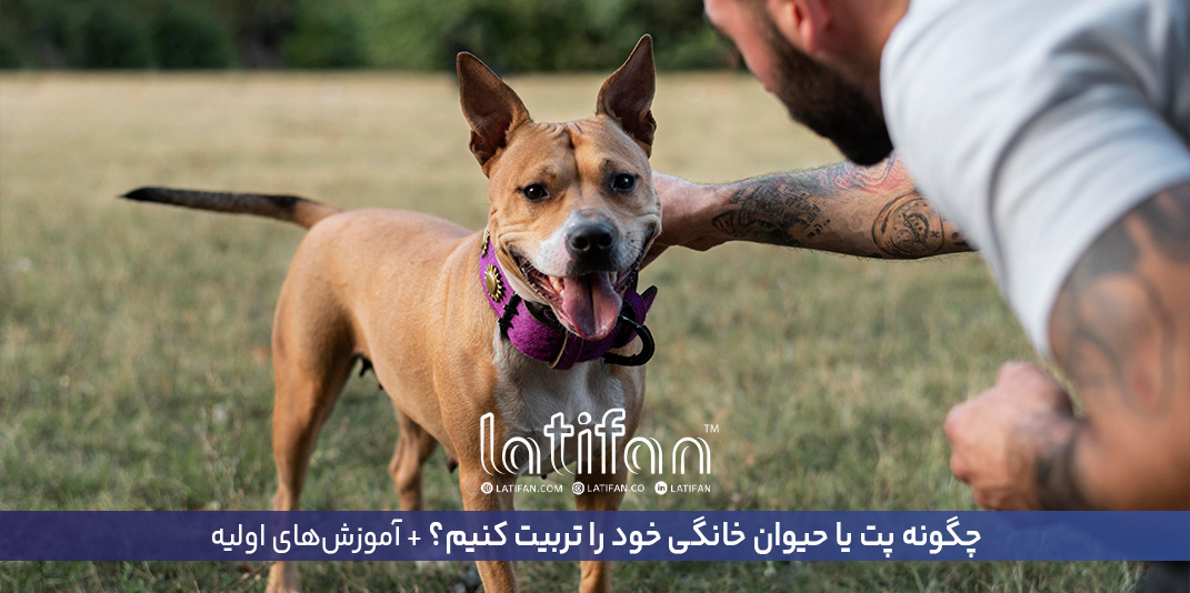 چگونه پت یا حیوان خانگی خود را تربیت کنیم؟ + آموزش‌های اولیه